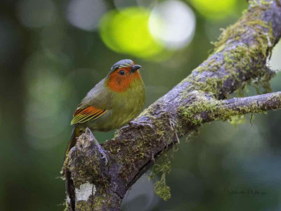 Uppardang Gadhi–Siraichuli Birding Trail